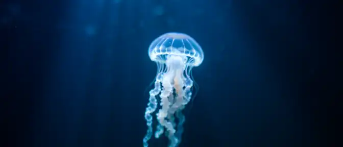 Морская находка: как медузы могут спасти клетки мозга от разрушения